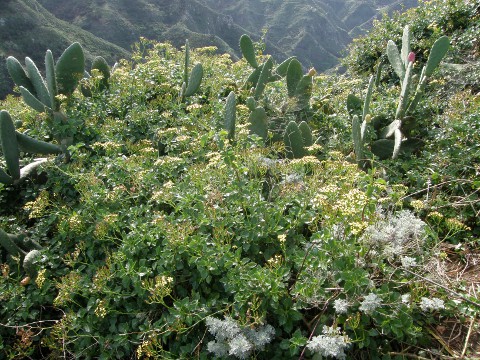 Senecio angulatus