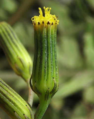 Capítulos de Senecio flavus