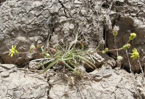 Senecio glaucus ssp. coronopifolius