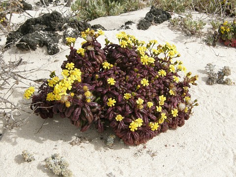 Senecio leucanthemifolius var. falcifolius