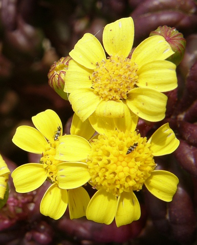 Senecio leucanthemifolius var. falcifolius