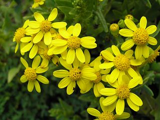 Senecio leucanthemifolius