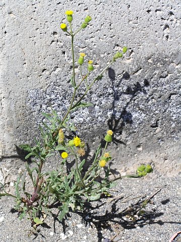 Senecio massaicus