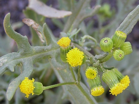 Capítulos de Senecio massaicus