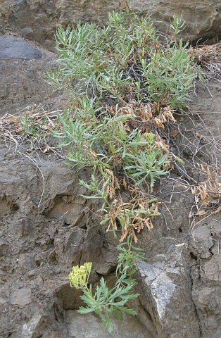 Senecio palmensis