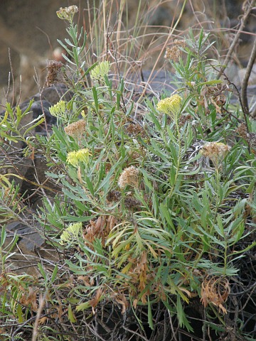 Senecio palmensis