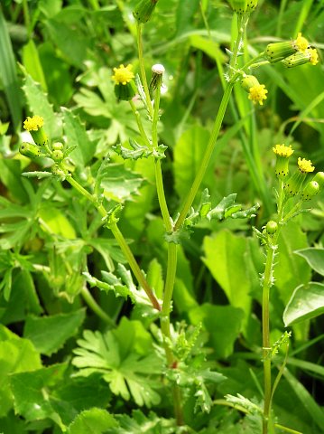 Senecio vulgaris