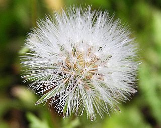 Frutos  de Senecio vulgaris