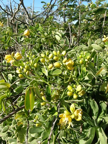 Senna bicapsularis