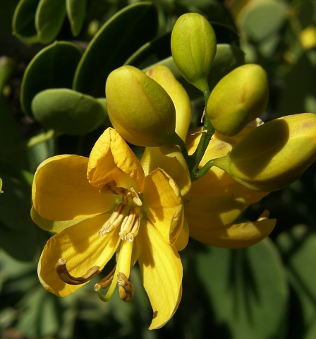 Senna bicapsularis