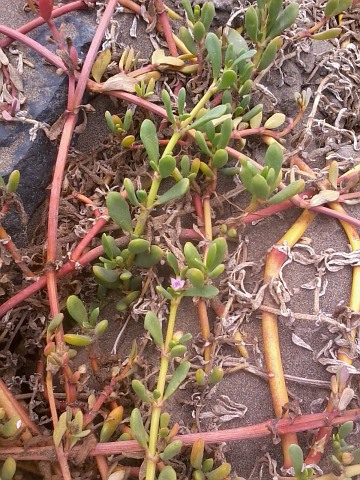 Sesuvium portulacastrum