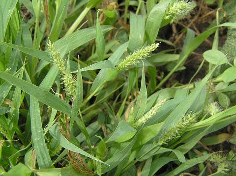 Setaria adhaerens