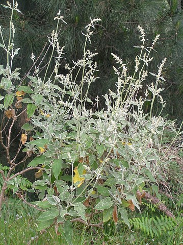 Sideritis barbellata