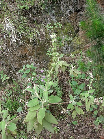 Sideritis canariensis