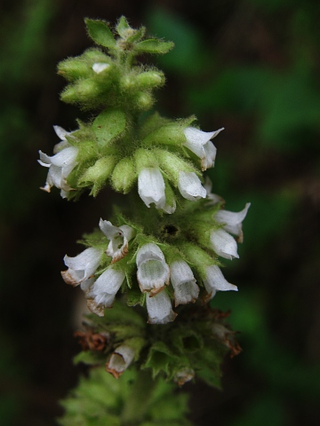 Sideritis canariensis