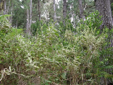 Sideritis canariensis