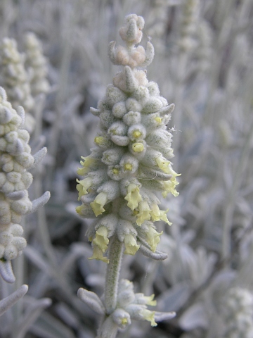 Sideritis dasygnaphala