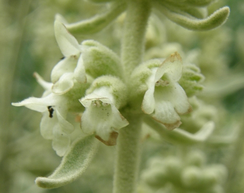 Sideritis dendro-chahorra