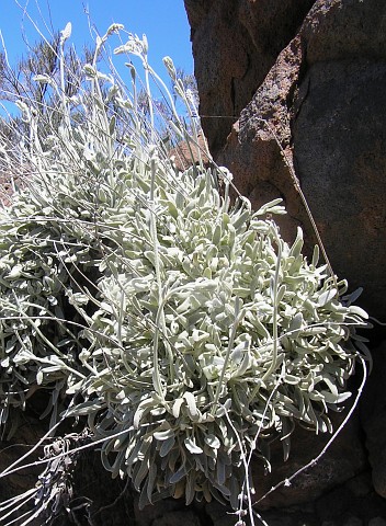 Sideritis eriocephala