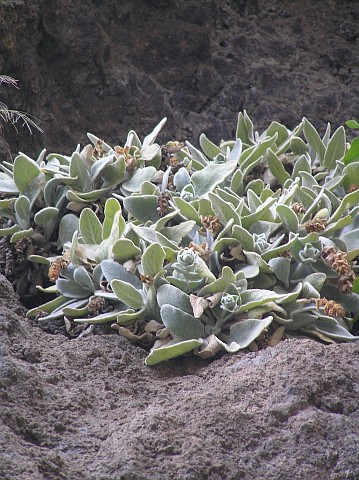 Sideritis gomerae