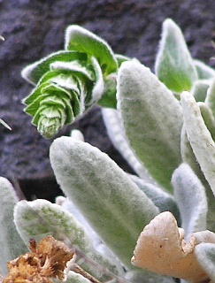 Sideritis gomerae