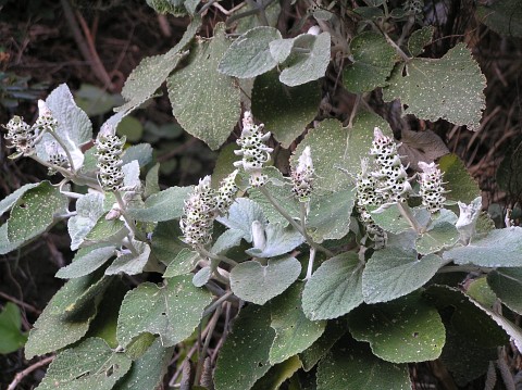 Sideritis macrostachys