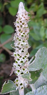 Inflorescencia de Sideritis macrostachys