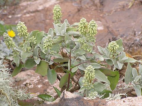 Sideritis pumila