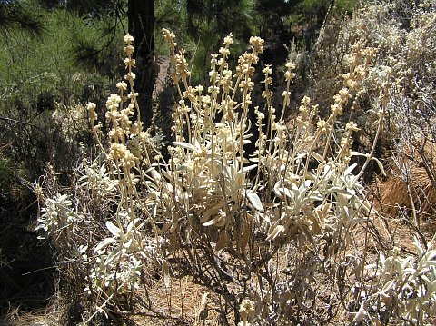 Sideritis soluta