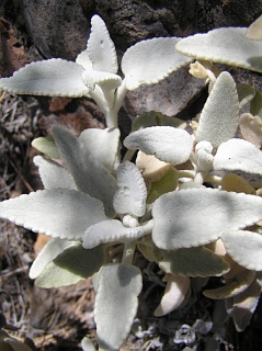 Hojas de Sideritis soluta