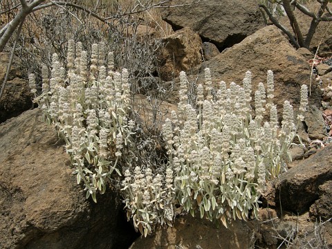 Sideritis sventenii