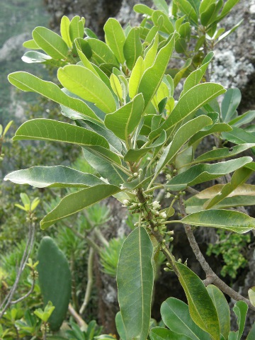 Sideroxylon canariensis