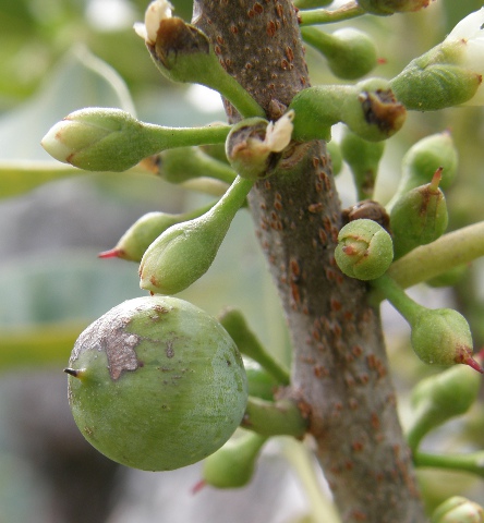 Sideroxylon canariensis