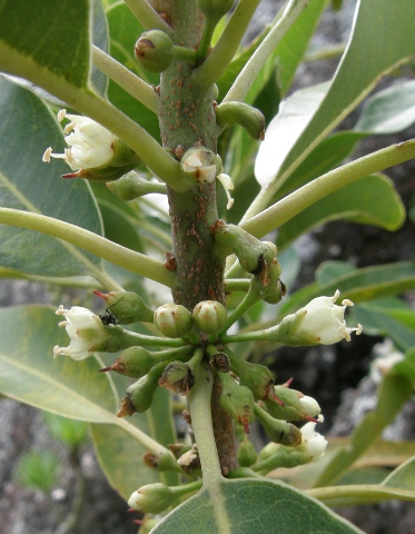 Sideroxylon canariensis