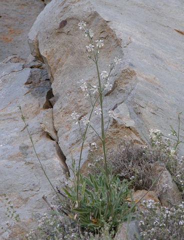 Silene
          berthelotiana