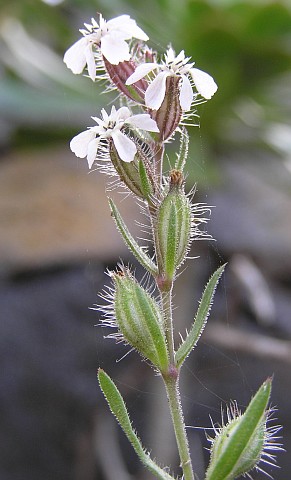 Silene gallica