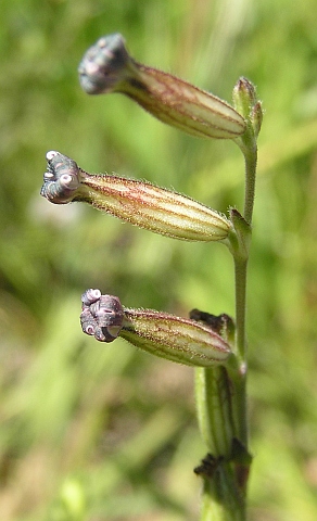 Silene nocturna