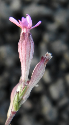 Silene rubella