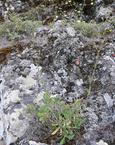 Silene sabinosae