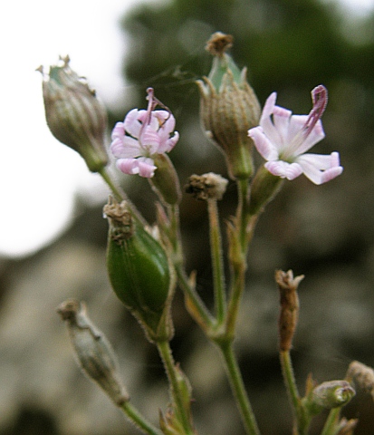 Silene sabinosae