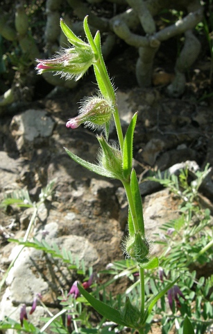 Silene tridentata