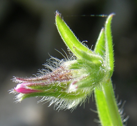 Silene
            tridentata