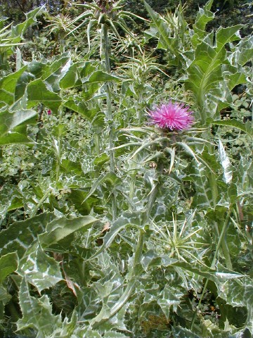 Silybum marianum