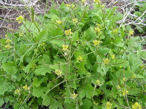 Sisymbrium erysimoides