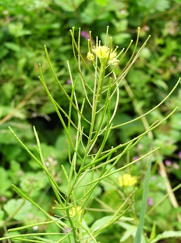 Frutos de Sisymbrium irio