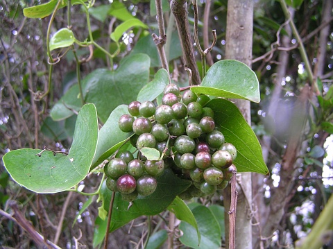 Smilax canariensis