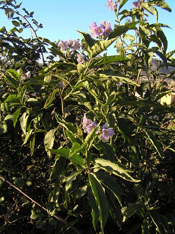 Solanum bonariense