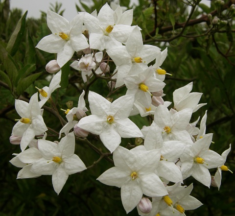 Solanum jasminoides