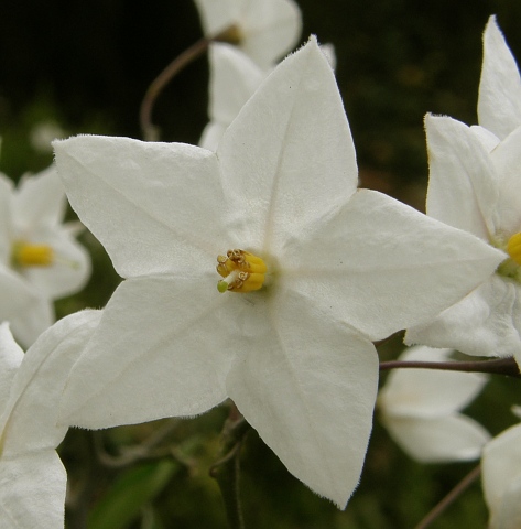 Solanum jasminoides