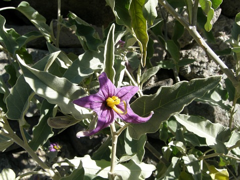 Solanum lidii